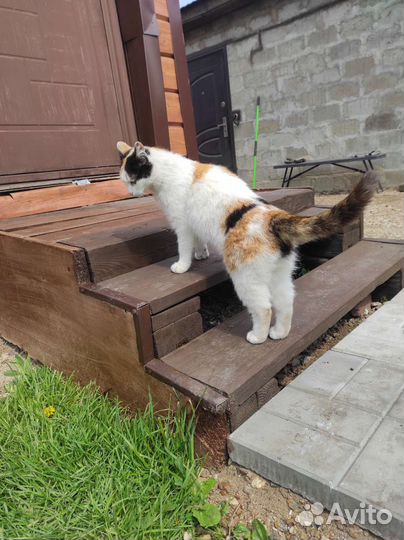 Кошки бесплатно