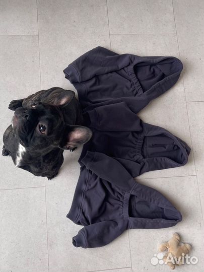 Толстовка для собак