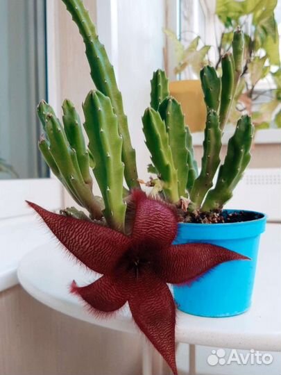 Стапелия Грандифлора