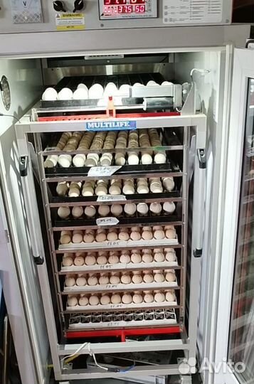 Цыплята бройлеры, индюшата и другая птица