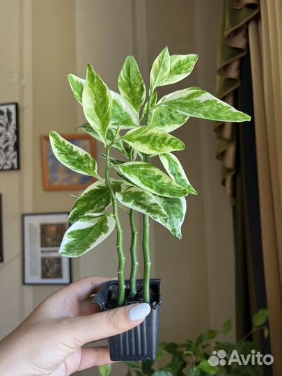 Педилантусы