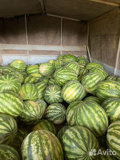 Арбуз оптом