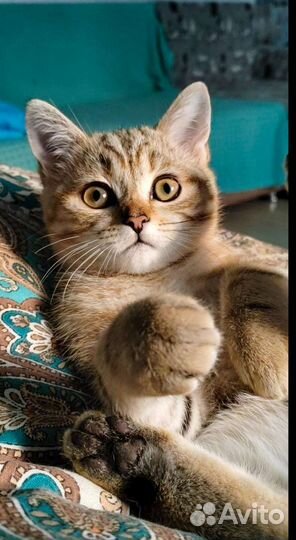 Шотландский скоттиш-страйтик. Котик