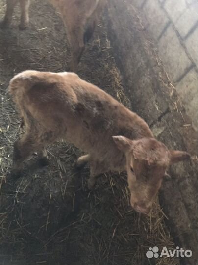 Телята бычки