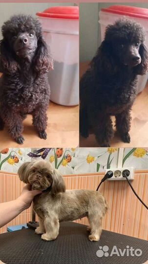 Мальтипу вязка