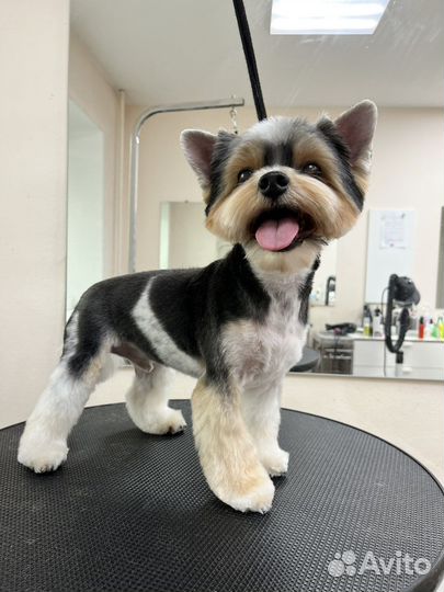 Груминг, стрижка собак, когти, уз-чистка зубов