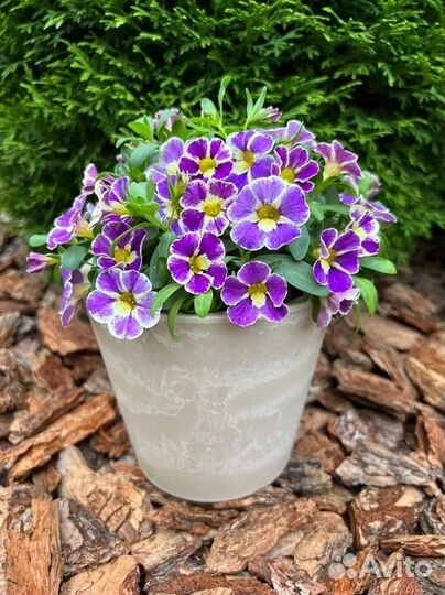 Кашпо подвесные с цветущим калибрахоа