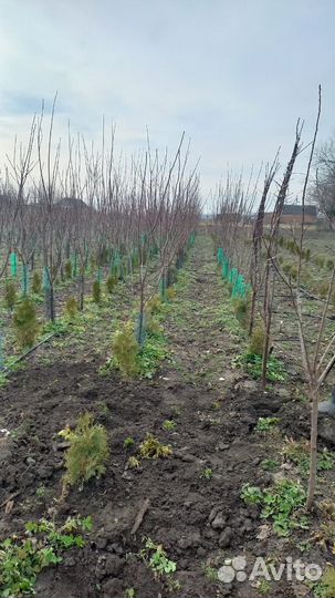 Продажа саженцев