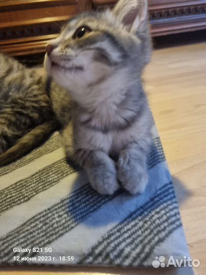 Два брата акробата ищут дом