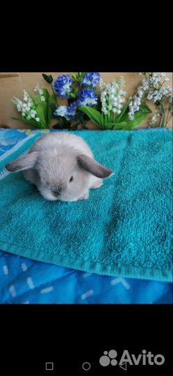 Карликовые вислоухие крольчата разных окрасов