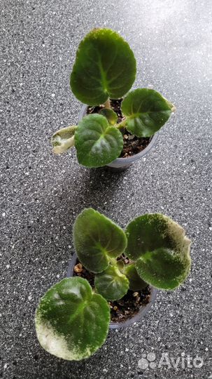 Фиалка ле-Эстерхази