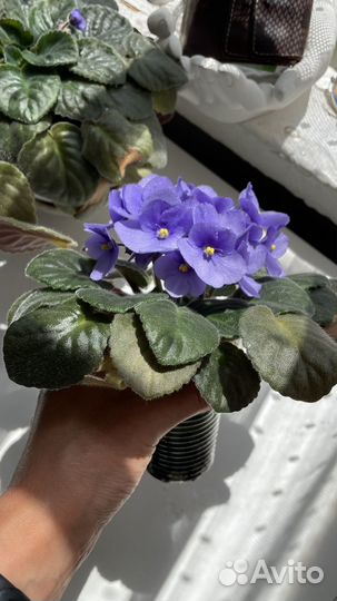 Фиалки цветущие