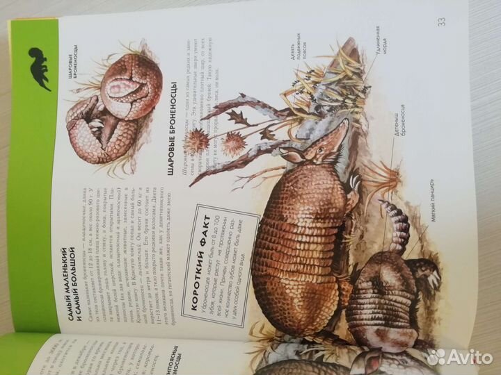 Детская энциклопедия животные