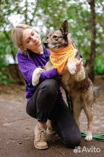 Собака в добрые руки