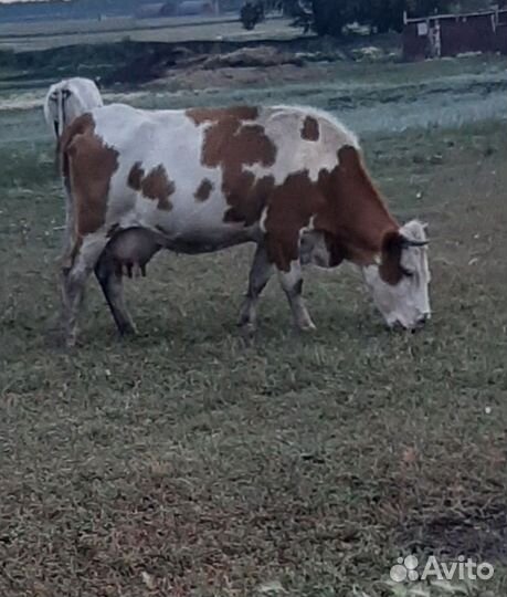 Коровы дойные