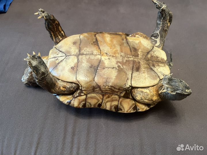 Чучело черепахи