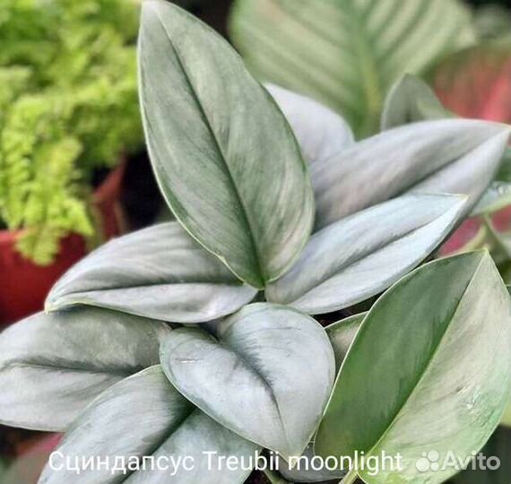 Сциндапсус, Эпипремнум, набор