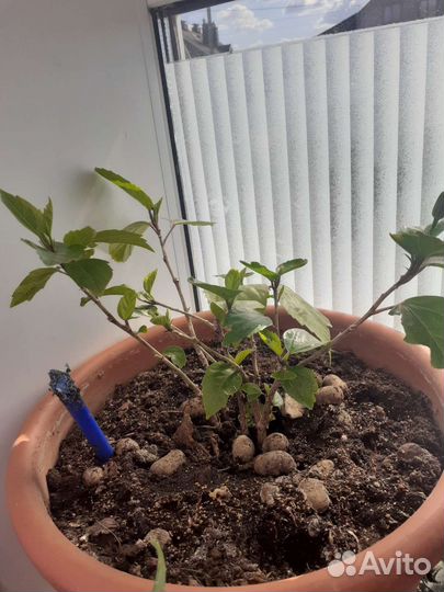 Продам саженцы комнатных цветов