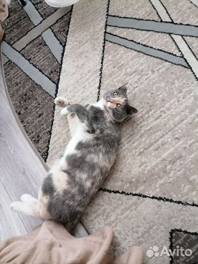 Кошка отдам в хорошие руки