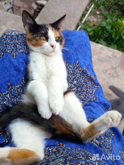 Трёхцветная кошечка 5 месяцев