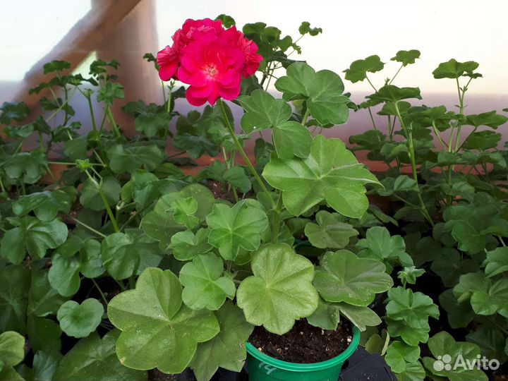 Пеларгония герань