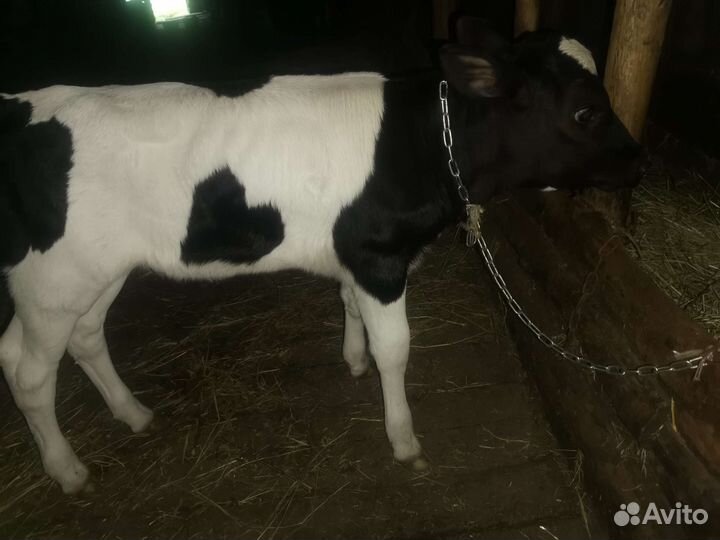 Домашние Телочки