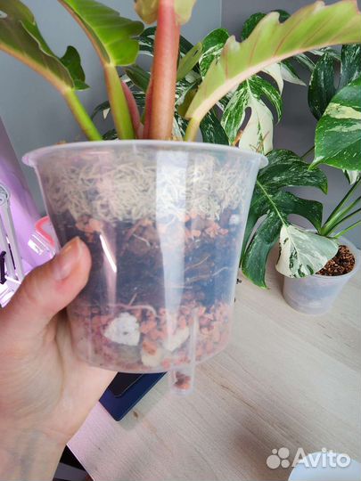 Серратум оранж