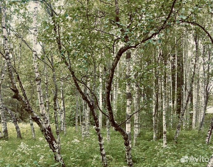 Берёзы из Карелии