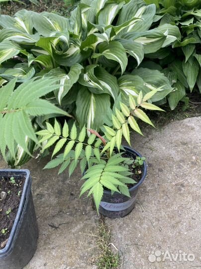 Рябинник рябинолистный