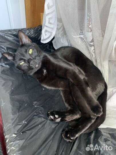 Кошка бесплатно