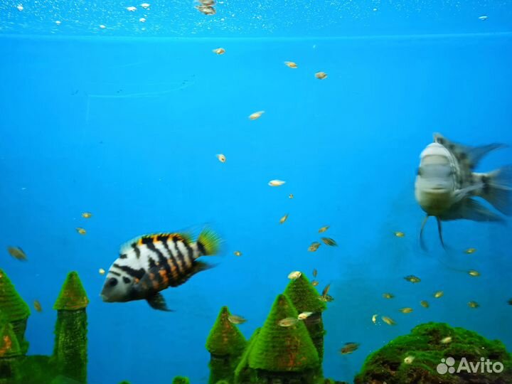 Аквариумные рыбки - цихлазома чернополосая