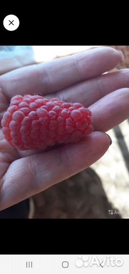 Саженцы малина гордость россии