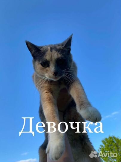 Кошка