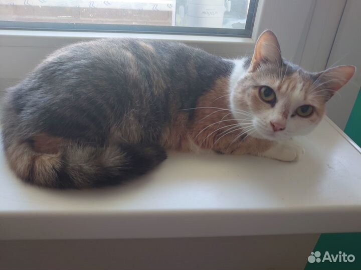 Кошка ищет дом