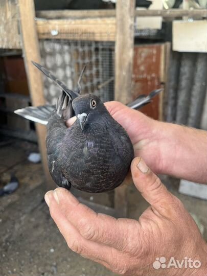 Голубь николаевский