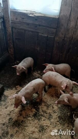 Поросята ландрас
