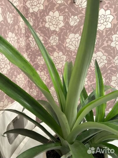 Ананас растение