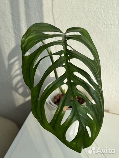 Монстера эскилето