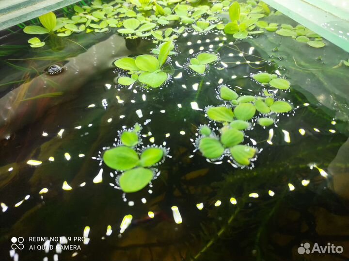 Пистия - водоросли губки