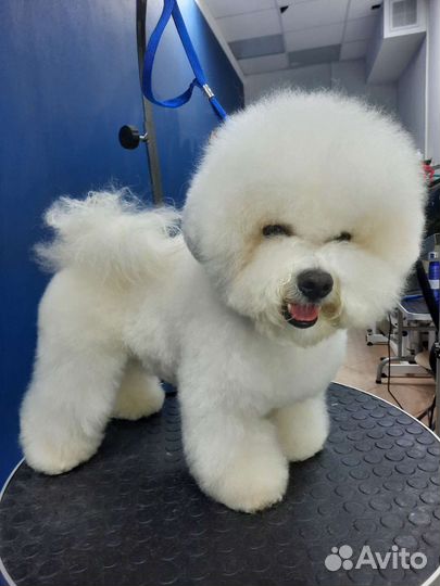 Груминг, стрижка собак