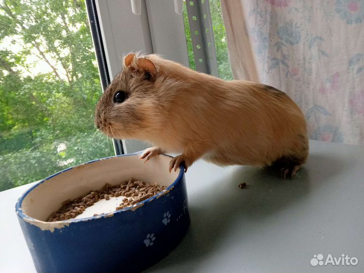 Морские свинки