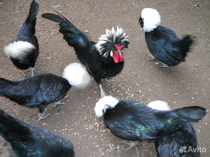 Инкубационное яйцо