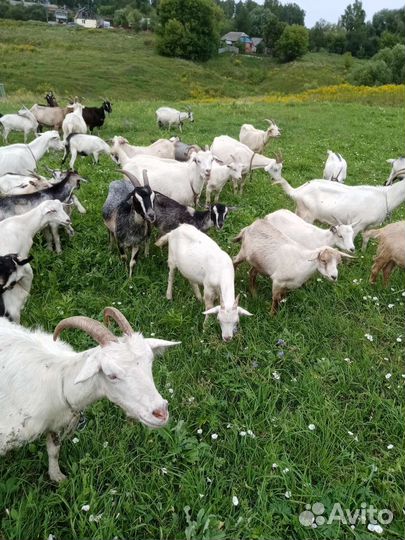 Козы и козляти