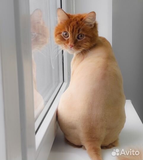 Стрижка кошки, бесплатный выезд на дом