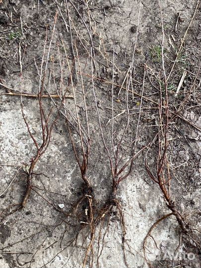 Саженцы крыжовника