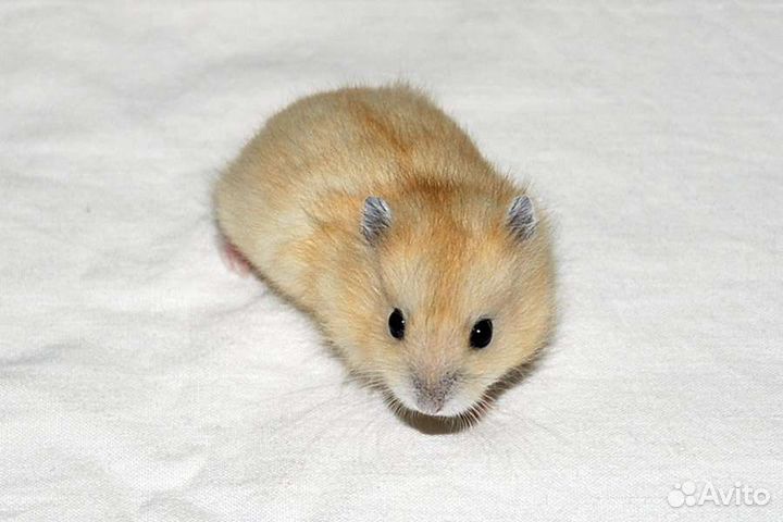 Джунгарский хомяк