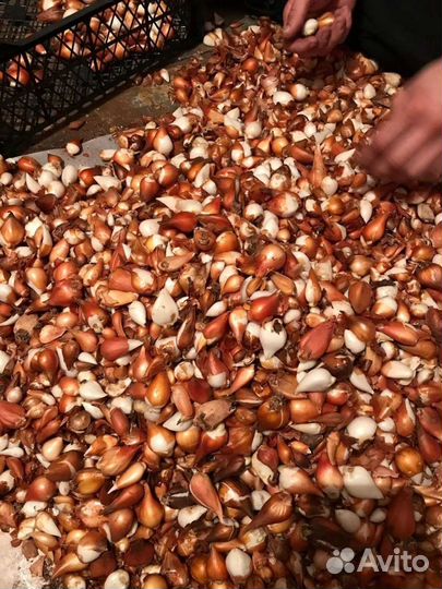 Луковицы тюльпанов