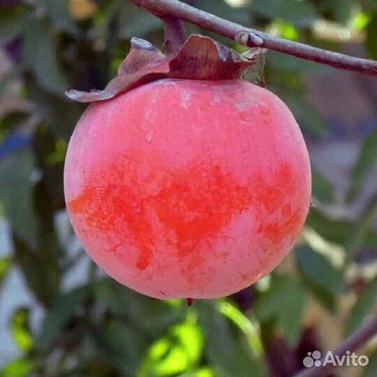 Доставка саженцев плодовых деревьев и др