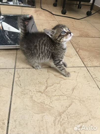 Ищем дом/семью Виктору Ивановичу