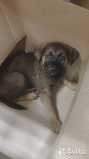 Малыш в беде. Ищем дом